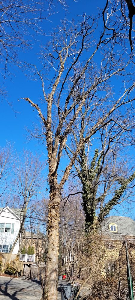 The Tree Army - tree service in Bronx, NY