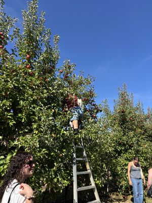 Solebury Orchards by null
