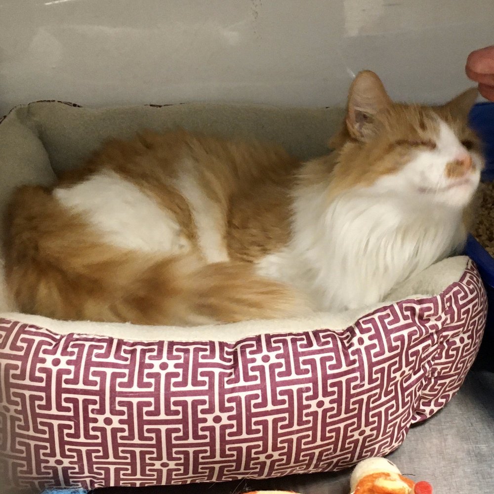 PetSmart - Cat for Adoption - Pet Training Near Me - Orlando, Florida PetSmart - Cat for Adoption - Pet Training Near Me - Orlando, Florida