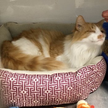 PetSmart - Cat for Adoption - Pet Training Near Me - Orlando, Florida PetSmart - Cat for Adoption - Pet Training Near Me - Orlando, Florida