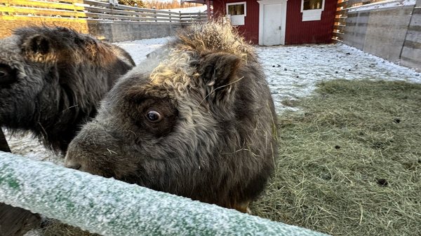 Large Animal Research Station by null