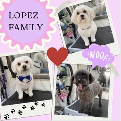 Oh So Cute! Dog Grooming