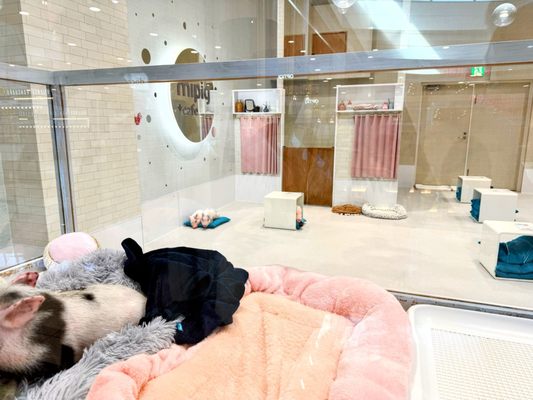 mipig cafe Harajuku by null