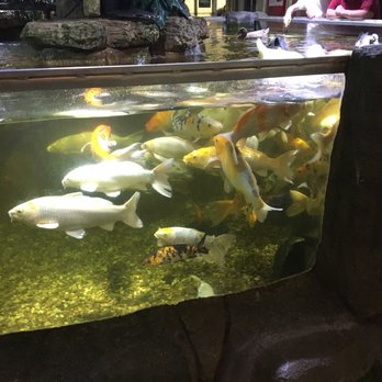 Austin Aquarium - Aquariums Near Me - Austin, Texas