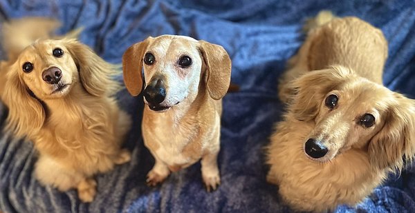 River City Veterinary Hospital