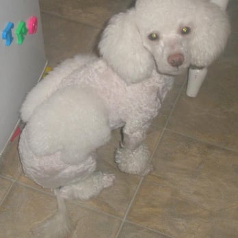 Lisa's Pet Styles - Sierra groomed to look like an angel with side wings. T hanks Lisa Pet Styles! - Pet Groomers Near Me - Turlock, California Lisa's Pet Styles - Sierra groomed to look like an angel with side wings. T hanks Lisa Pet Styles! - Pet Groomers Near Me - Turlock, California