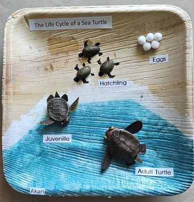 Arcadia Montessori School