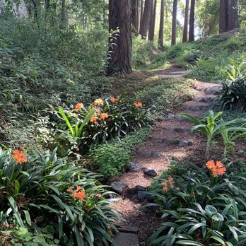 Blake Garden - Redwood canyon - Parks Near Me - Kensington, California