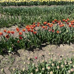 Lagrioth Winery - U-pick flowers $15/bundle or $1.50 each.