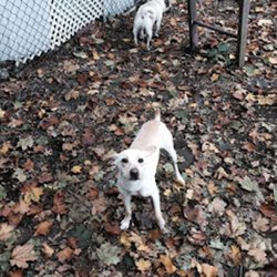 Pet Care Services