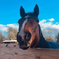 Pine Bush Equine - Olly