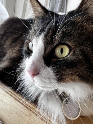 Purrfecto Cat Lounge by null