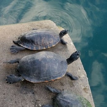 Lake Eola Park - Parks Near Me - Orlando, Florida Lake Eola Park - Parks Near Me - Orlando, Florida