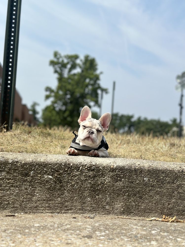 ROCKY ANIMAL HOSPITAL, RESORT & SPA Updated August 2024 46