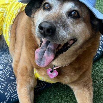Peaceful Pets Services - Pet Services Near Me - Castaic, California