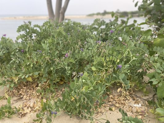 Crab Meadow Beach by null