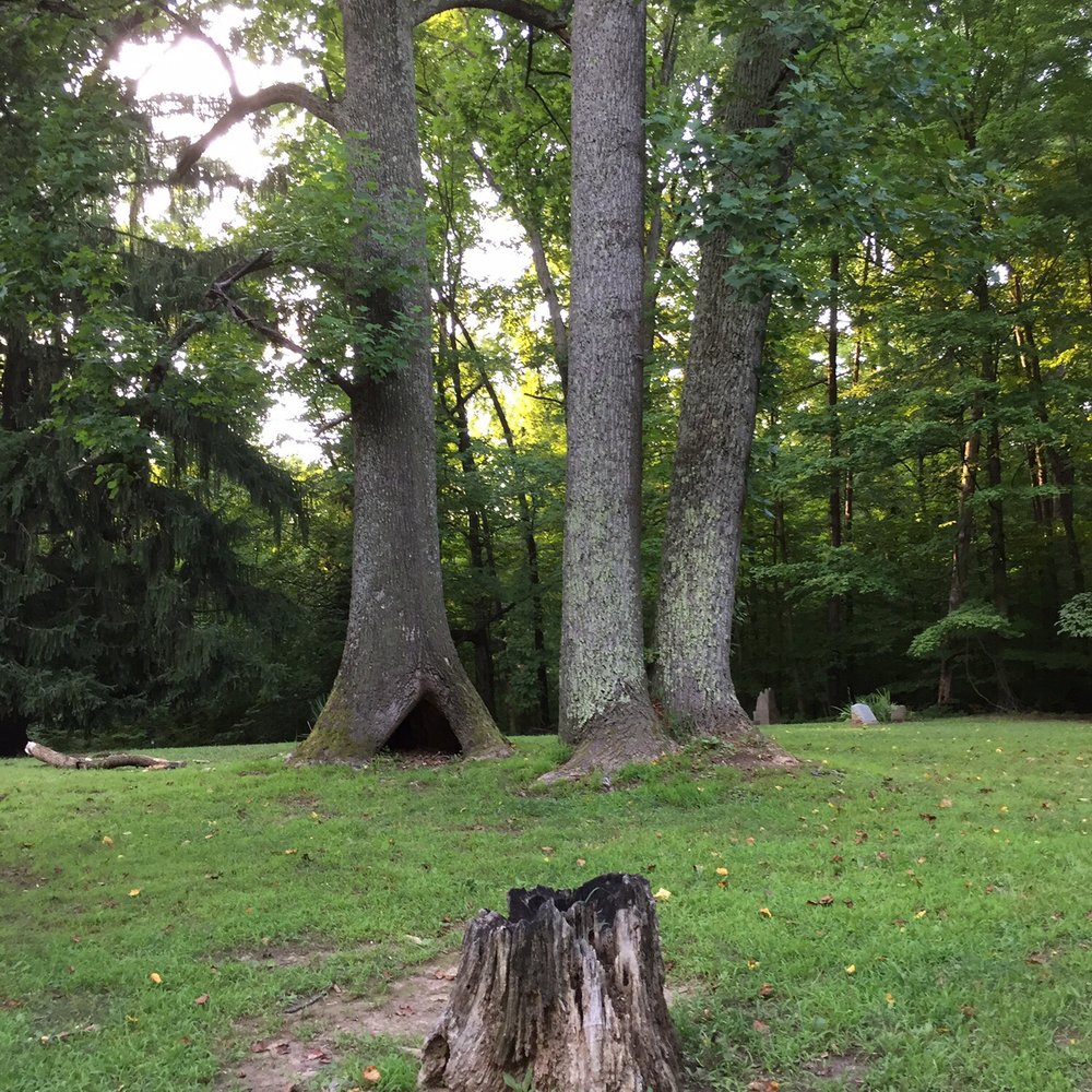 Morgan-Monroe State Forest - The haunted stump at the Stepp Cemetery - Hiking Near Me - Martinsville, Indiana