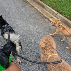 Humble Pet Hotel & Daycare - A group walk in the neighborhood.