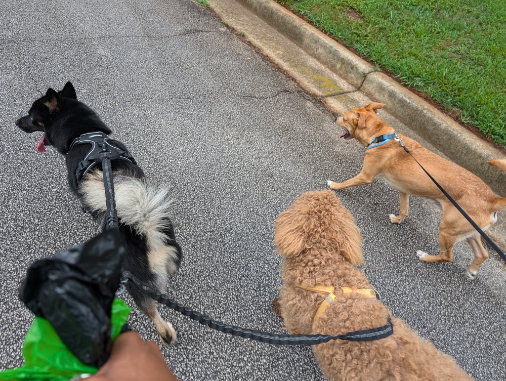Humble Pet Hotel & Daycare - pet boarding facility in Stone Mountain, GA