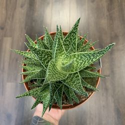 Isa's Plants