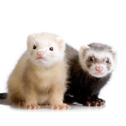 Goldenview Veterinary Hospital