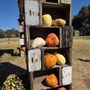 Little Field Farms
