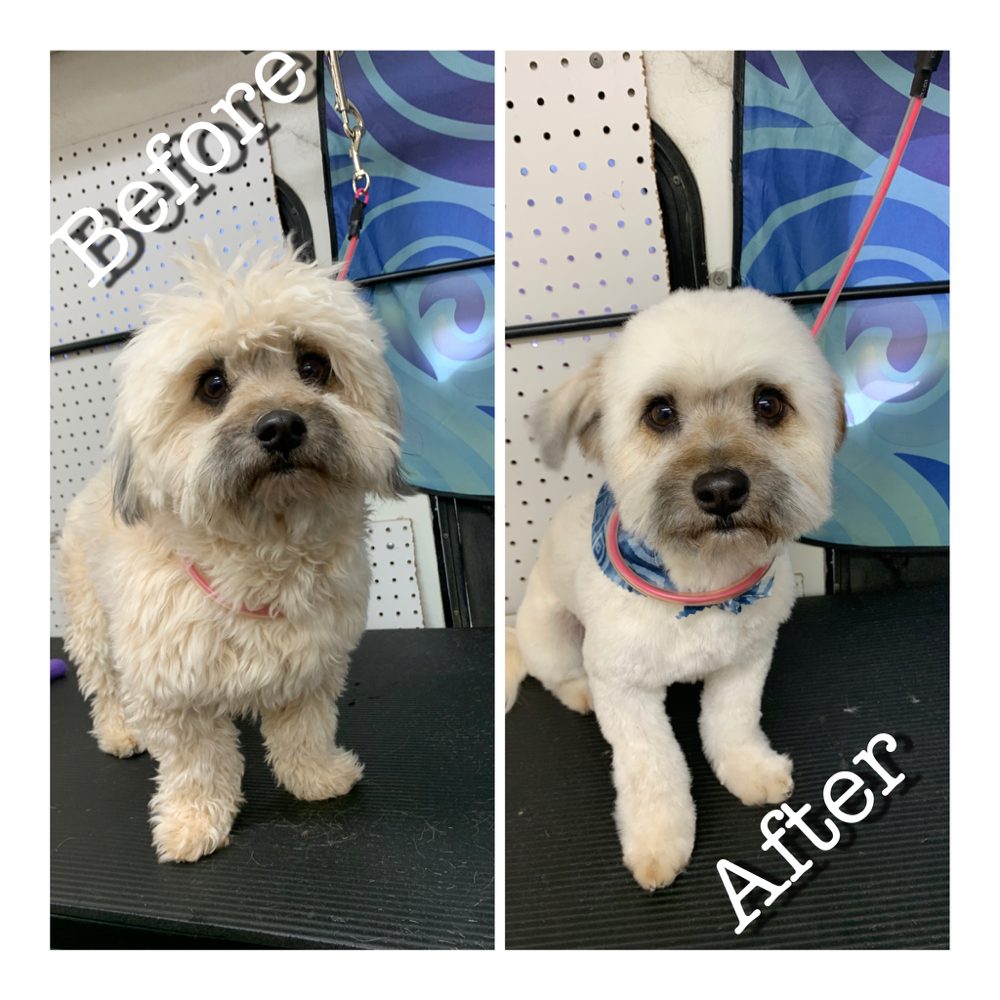 ROBYN’S PET GROOMING Updated August 2024 10 Photos Kingman