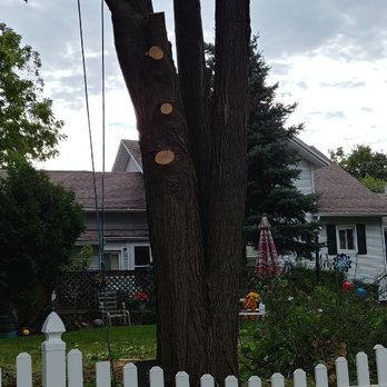 Global 1 Tree Mgmt - Removing Maple tree around a small shed and fence! - Tree Services Near Me Global 1 Tree Mgmt - Removing Maple tree around a small shed and fence! - Tree Services Near Me