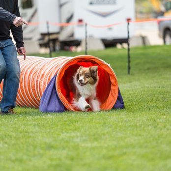 Flyer's Paw Zone - Pet Training Near Me - Dayton, Ohio Flyer's Paw Zone - Pet Training Near Me - Dayton, Ohio