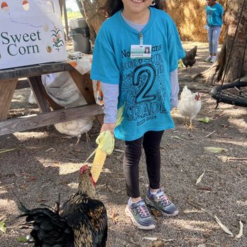 Family Farm - Feeding the chickens - Fruits & Veggies Near Me - Davie, Florida Family Farm - Feeding the chickens - Fruits & Veggies Near Me - Davie, Florida