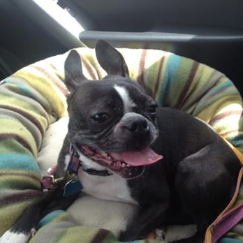 River Forest Animal Hospital - On the way home from River Forest Animal Hospital. Very happy! - Veterinarians Near Me - River Forest, Illinois River Forest Animal Hospital - On the way home from River Forest Animal Hospital. Very happy! - Veterinarians Near Me - River Forest, Illinois
