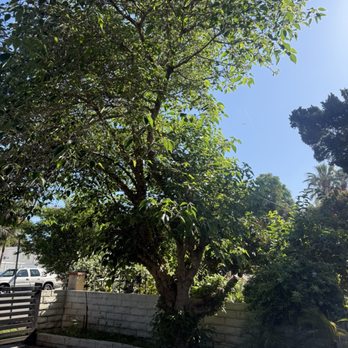 Affordable Tree Care - Tree Services Near Me
