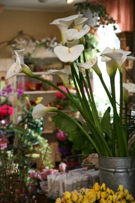 Angels Trumpet Flowers & Gifts