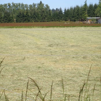 Herrold Stables - Herrold Stables has harvested its own hay for several years. We farm over 100 acres, and offer hay sales of high quality hay. - Pet Training Near Me - Hillsboro, Oregon Herrold Stables - Herrold Stables has harvested its own hay for several years. We farm over 100 acres, and offer hay sales of high quality hay. - Pet Training Near Me - Hillsboro, Oregon