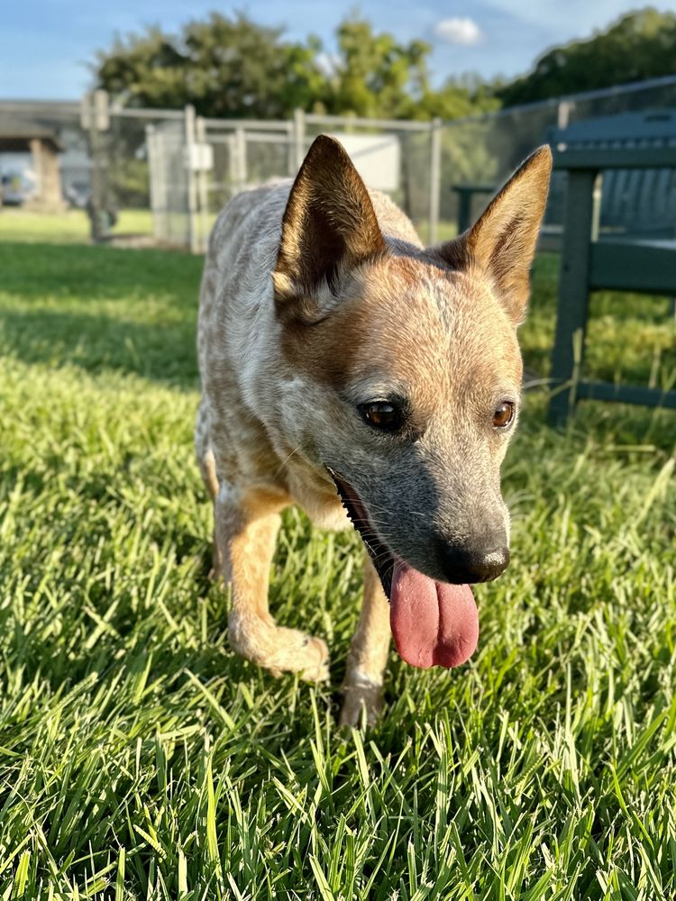 Paws on Cloud 9 - pet boarding facility in Charleston, SC