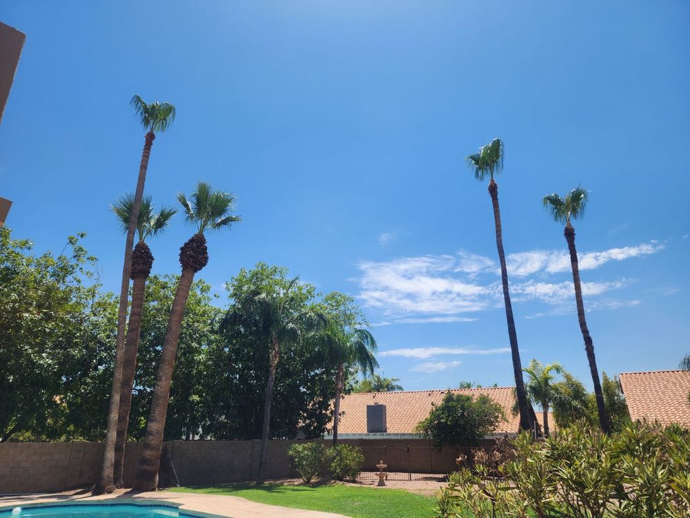 Palm Squad - tree service in San Tan Valley, AZ