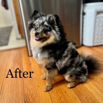 Rejoy's Pet Grooming - Pet Groomers Near Me - Los Angeles, California Rejoy's Pet Grooming - Pet Groomers Near Me - Los Angeles, California