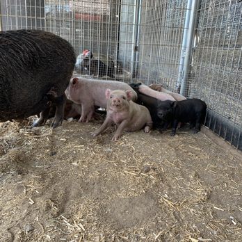 SoCalMiniPigs - Babies - Pet Breeders Near Me - Valley Center, California