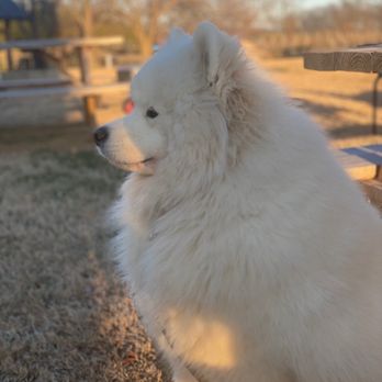 Sunset Hills Vineyard - Dogs are allowed outside! - Wineries Near Me - Purcellville, Virginia Sunset Hills Vineyard - Dogs are allowed outside! - Wineries Near Me - Purcellville, Virginia