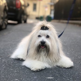 phone number for groomingdales