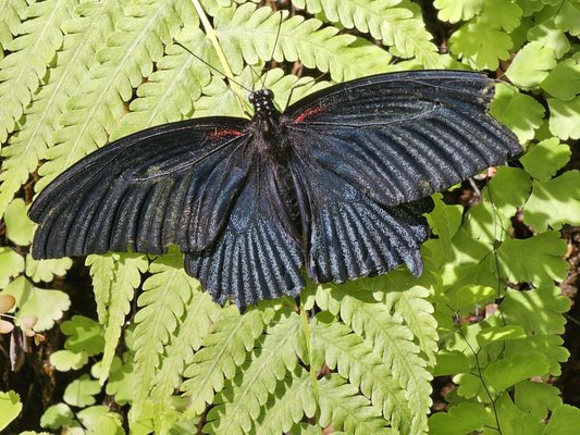 Fairchild Tropical Botanic Garden by null