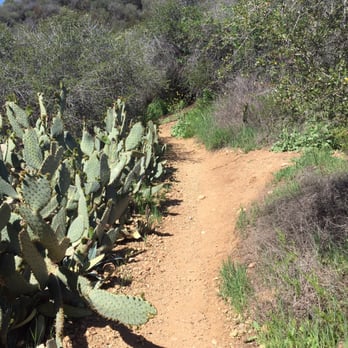Rivas Canyon Trail - Cacti - Hiking Near Me - Pacific Palisades, California