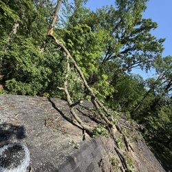 MC Land Services - Tree removal on garage