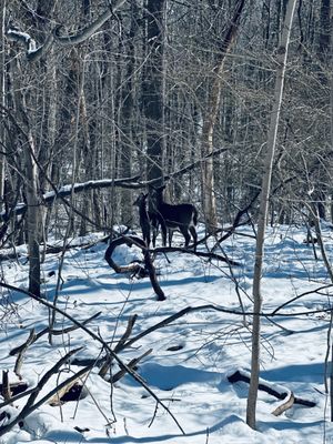 East Rock Park by null