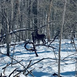 East Rock Park - Deer Near Path