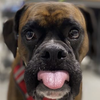 Granger Veterinary Hospital - Veterinarians Near Me - Granger, Texas Granger Veterinary Hospital - Veterinarians Near Me - Granger, Texas