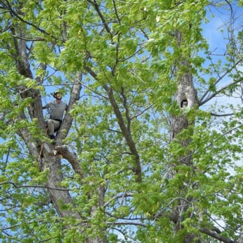 Urban Arborists - Tree Services Near Me Urban Arborists - Tree Services Near Me