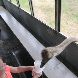 Gone Wild Safari - The ostrich feeding was her favorite part!