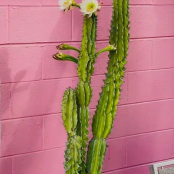 Spine N Shine - Cacti - Nurseries & Gardening Near Me - San Bernardino, California Spine N Shine - Cacti - Nurseries & Gardening Near Me - San Bernardino, California