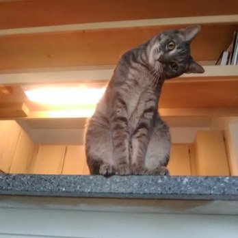 Catxprt - Kitty Client Boschy - Pet Sitting Near Me Catxprt - Kitty Client Boschy - Pet Sitting Near Me
